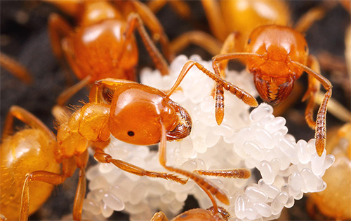 인생의 시작 부분에서 파라오 개미는 애벌레를 돌봅니다.