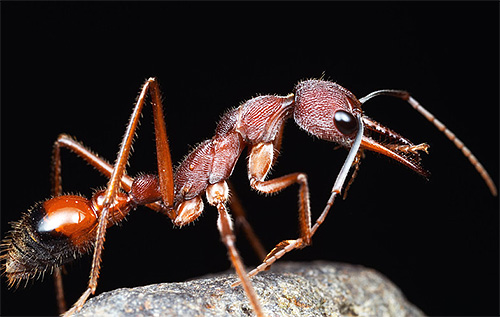 Φωτογραφία ενός μυρμηγκιού μπουλντόγκ - ένα από τα μακροβιότερα μυρμήγκια
