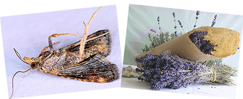 Många vet att nattfjärilar kan stötas bort med lavendel. Låt oss ta reda på vilka andra medel malen är rädd för