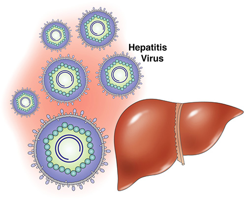 Luizen kunnen geen hepatitis en aids dragen
