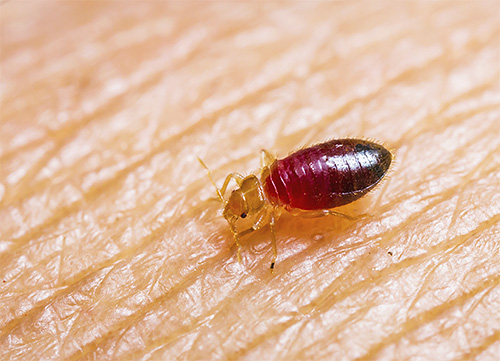 Pepijat adalah serangga penghisap darah, jadi untuk memusnahkannya, anda perlu mengambil habuk dengan racun serangga tindakan sentuhan