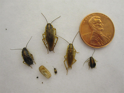 Nymfstadiet i utvecklingen är inte bara hos huvudlöss, utan även hos till exempel kackerlackor