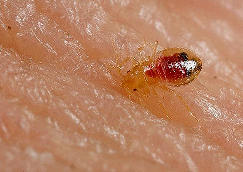 Larva della cimice sulla pelle
