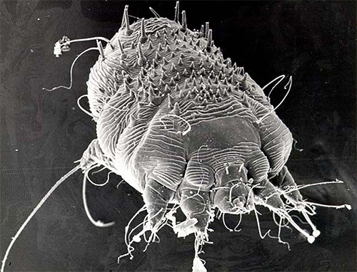 L'acaro della scabbia può essere visto solo al microscopio e vive sotto la pelle.