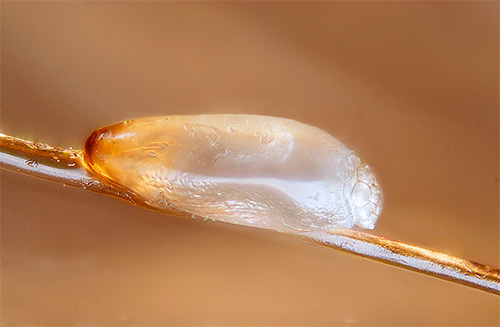 Fotografi av en nit på ett hårstrå under ett mikroskop