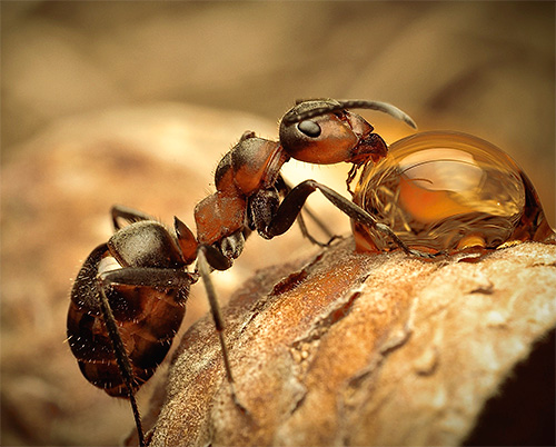 Mari kita lihat dengan lebih dekat jenis semut yang paling menarik.