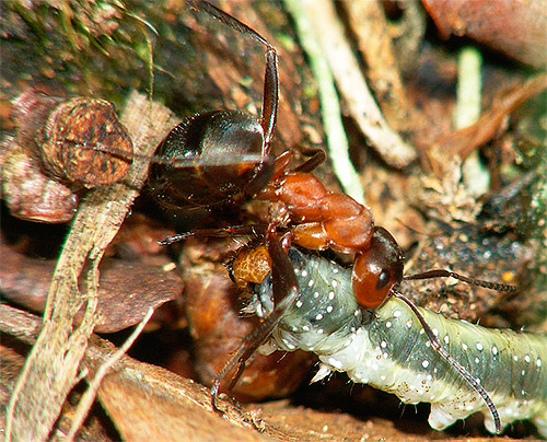 Een rode bosmier sleept een rups een mierenhoop in