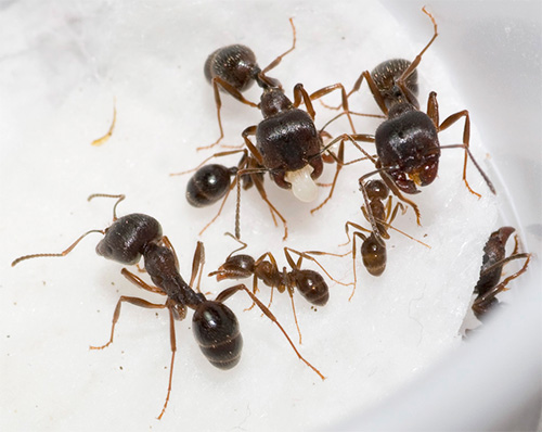 În fotografie - secerători de furnici