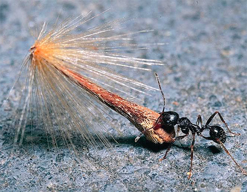 사신 개미는 씨앗을 대량으로 저장합니다.