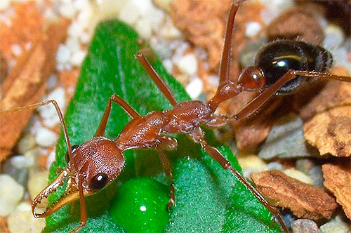 Φωτογραφία μυρμηγκιών μπουλντόγκ