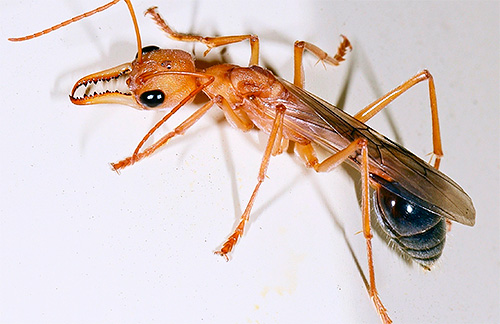 Τα μυρμήγκια μπουλντόγκ έχουν πολύ ισχυρά σαγόνια.