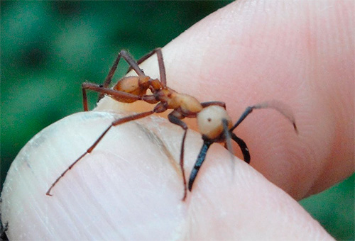Na fotografii kočovný mravenec kousne člověku do prstu