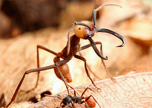 군대 개미는 매우 큰 곤충입니다.