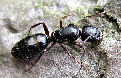 μυρμήγκι ξυλοτρυπών