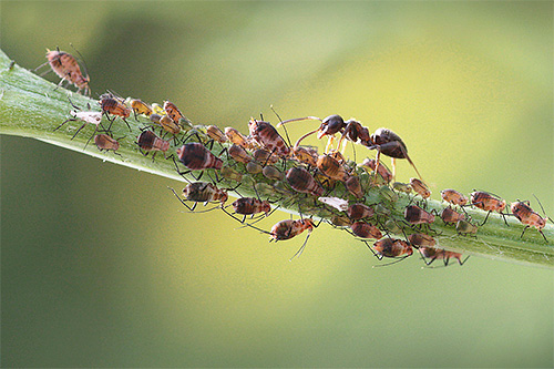 Még a számunkra ismerős vörös erdei hangyák élete is tele van érdekes és nem közismert tulajdonságokkal.