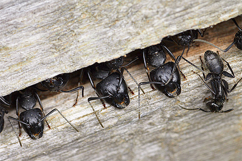 Marangoz karıncalar, karınca yuvalarını ağaçların arasına yerleştirebilirler.