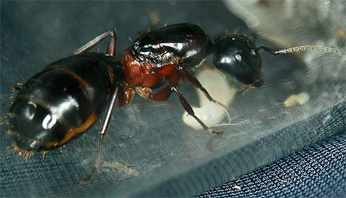  Uterul furnicii dulgher cu sânul roșu