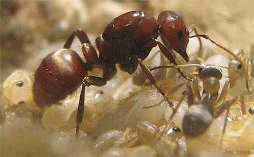 Amazonský mravenec
