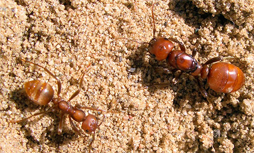 U amazonskoj koloniji mrava nema radnika: postoje samo kraljice i vojnici
