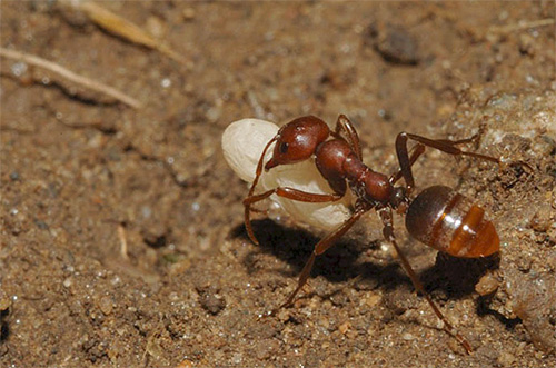 En amasonmyra stal en larv från en annan myrstack