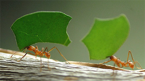 잎 절단 개미의 사진