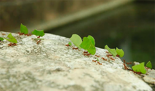 Un șir de furnici tăietoare de frunze