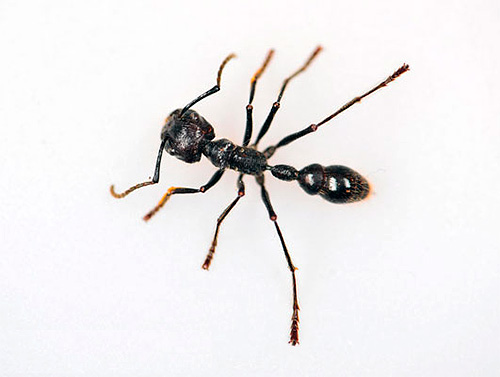 Fotografija mrava metka