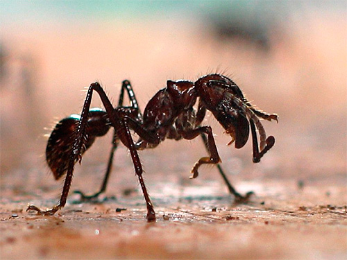 Semut peluru mampu menahan suhu yang sangat tinggi sehingga serangga lain cepat mati.