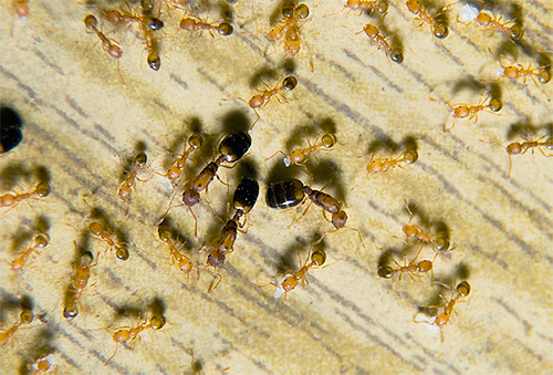 Farao-mieren zijn bekende plagen in appartementen