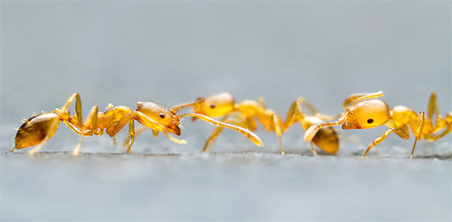 Detailní fotografie faraonských mravenců
