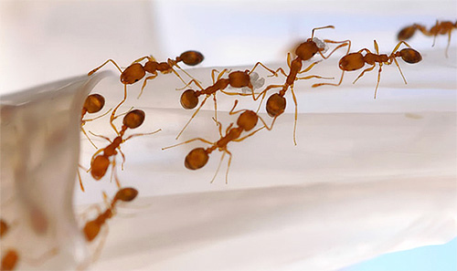 Een mierenhoop van farao-mieren kan zowel in het appartement als daarbuiten worden gevonden