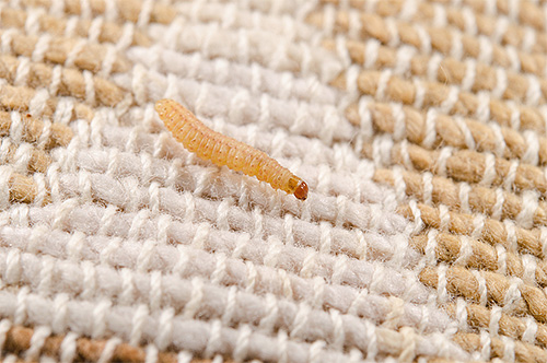 Pro potravu pro larvy šatního mola je vhodný jakýkoli přírodní materiál.