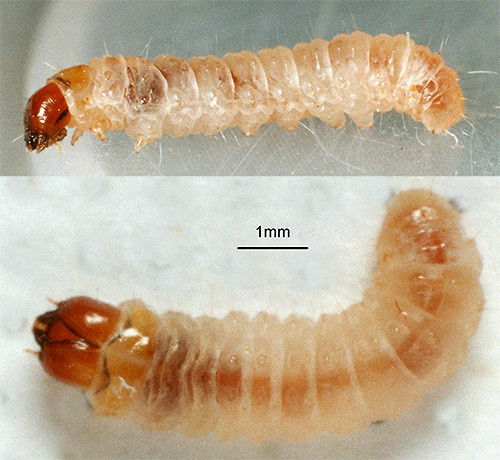 İyi gelişmiş ağız aparatı sayesinde, mobilya ve giysi güvelerinin larvaları aktif olarak doku liflerini yerler.