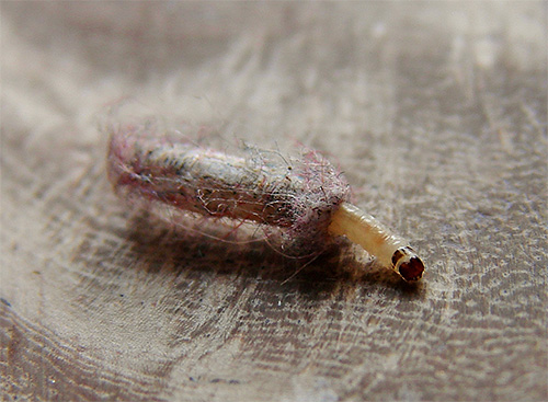 De larve van de kledingmot weeft een cocon van zijn eigen afscheidingen en vezels van beschadigd weefsel.