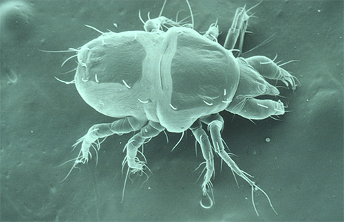 Foto van een schurftmijt onder een microscoop: hij heeft 8 poten (en luizen maar 6)