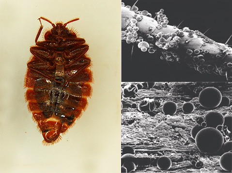 Pertimbangkan beberapa persediaan untuk bedbugs, termasuk microencapsulated