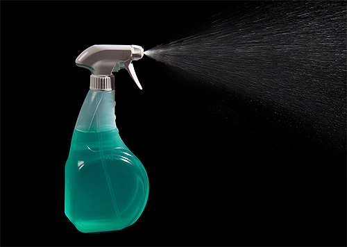 För att behandla rummet från vägglöss kan lösningen hällas i en konventionell sprayflaska