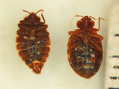 De combinatie van twee krachtige insecticiden in Cucaracha stelt u in staat om een ​​hoog vergiftigingseffect van het medicijn op bedwantsen te bereiken