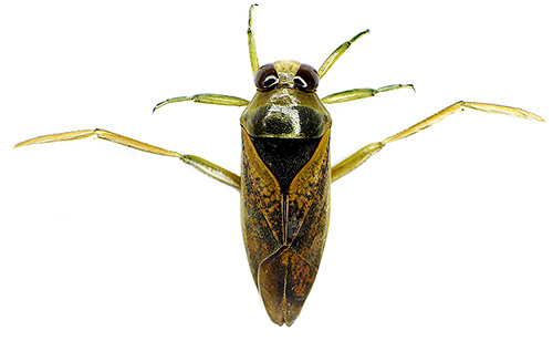 부드러운 물벌레는 잘 헤엄칠 뿐만 아니라 잘 날기도 합니다. 이 곤충에는 어떤 다른 기능이 있으며 두려워 할 가치가 있습니까?