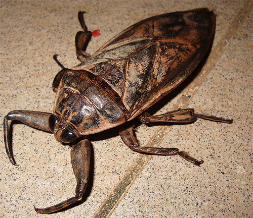 Gli arti anteriori dell'insetto gigante della belostomia sembrano davvero artigli del cancro
