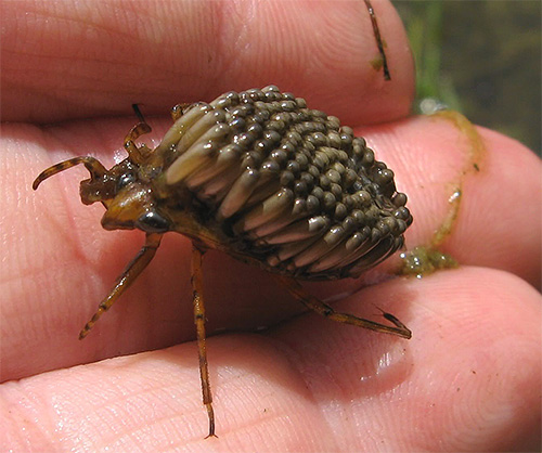 때로는 약 100개의 알이 수컷 거대 벌레의 딱지날개에 들어갈 수 있습니다.