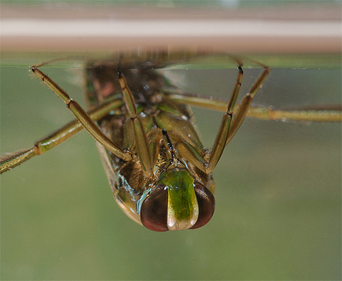 Ochii insectei de apă sunt destul de mari.