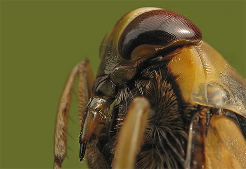 เครื่องมือช่องปากอันทรงพลังของแมลงเรียบช่วยให้ดูดน้ำผลไม้ออกจากเหยื่อได้อย่างมีประสิทธิภาพ