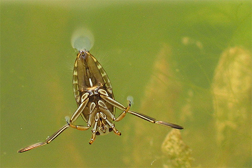 Un insetto abbastanza grande, l'insetto liscio sembra quasi senza peso nella colonna d'acqua.