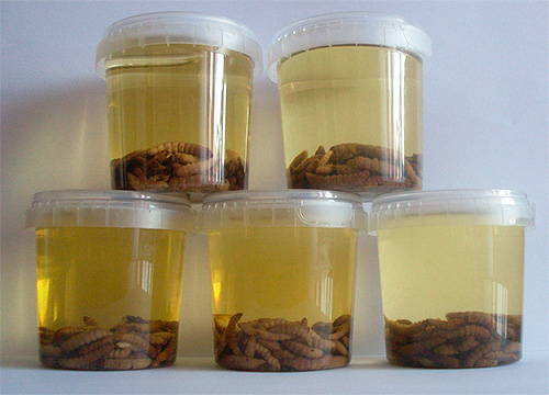 Vaxmal tinktur finns i olika koncentrationer - beroende på förhållandet mellan massan av larver och alkohol