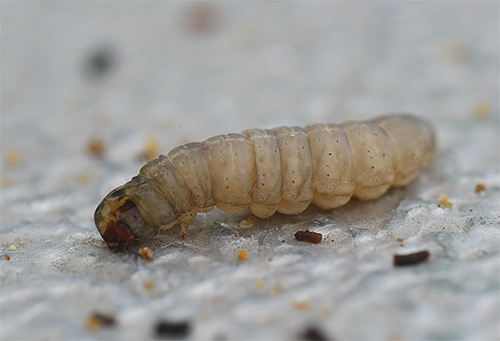 Primo piano della larva della falena della cera