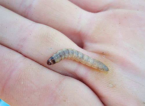 Larva di falena di cera: è da loro che viene prodotta la tintura