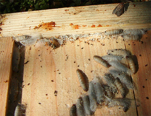 La falena della cera è un parassita degli alveari, ma molti apicoltori la allevano apposta