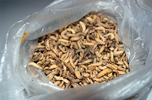 Larva rama-rama lebah masih mengandungi beberapa bahan berguna