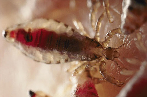 Kutu kepala dengan darah dalam perut kelihatan sedikit seperti larva pepijat katil